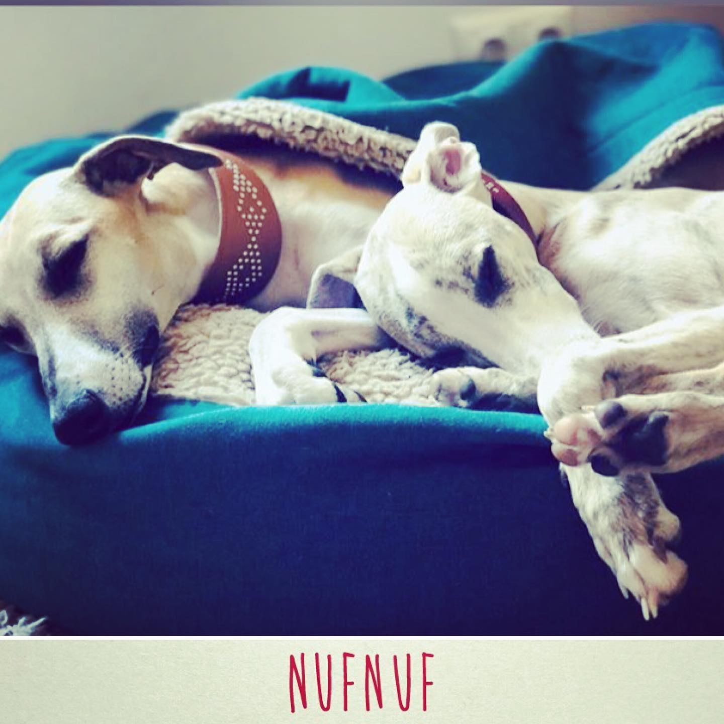 Jak vybavit lékárničku pro psy?