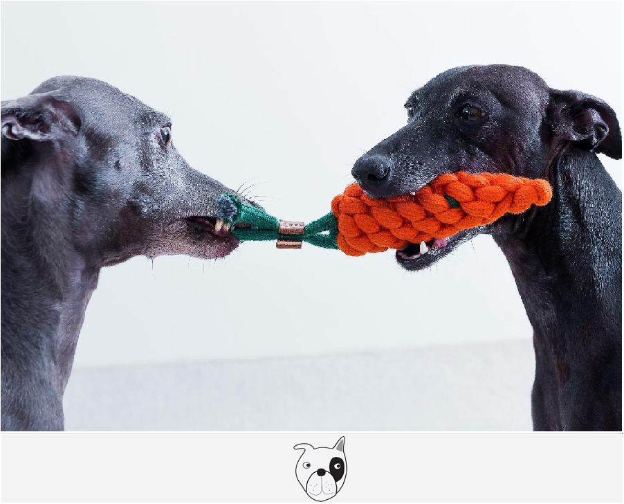 Jak vybrat správnou hračku pro psa?