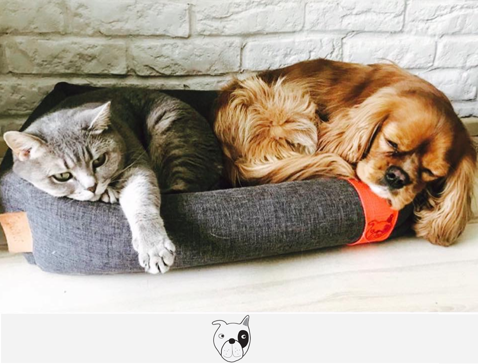 Je chytřejší kočka nebo pes?