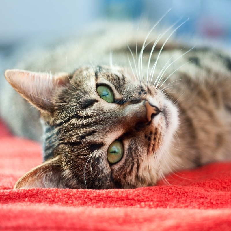 Největší strašáci v chovu koček