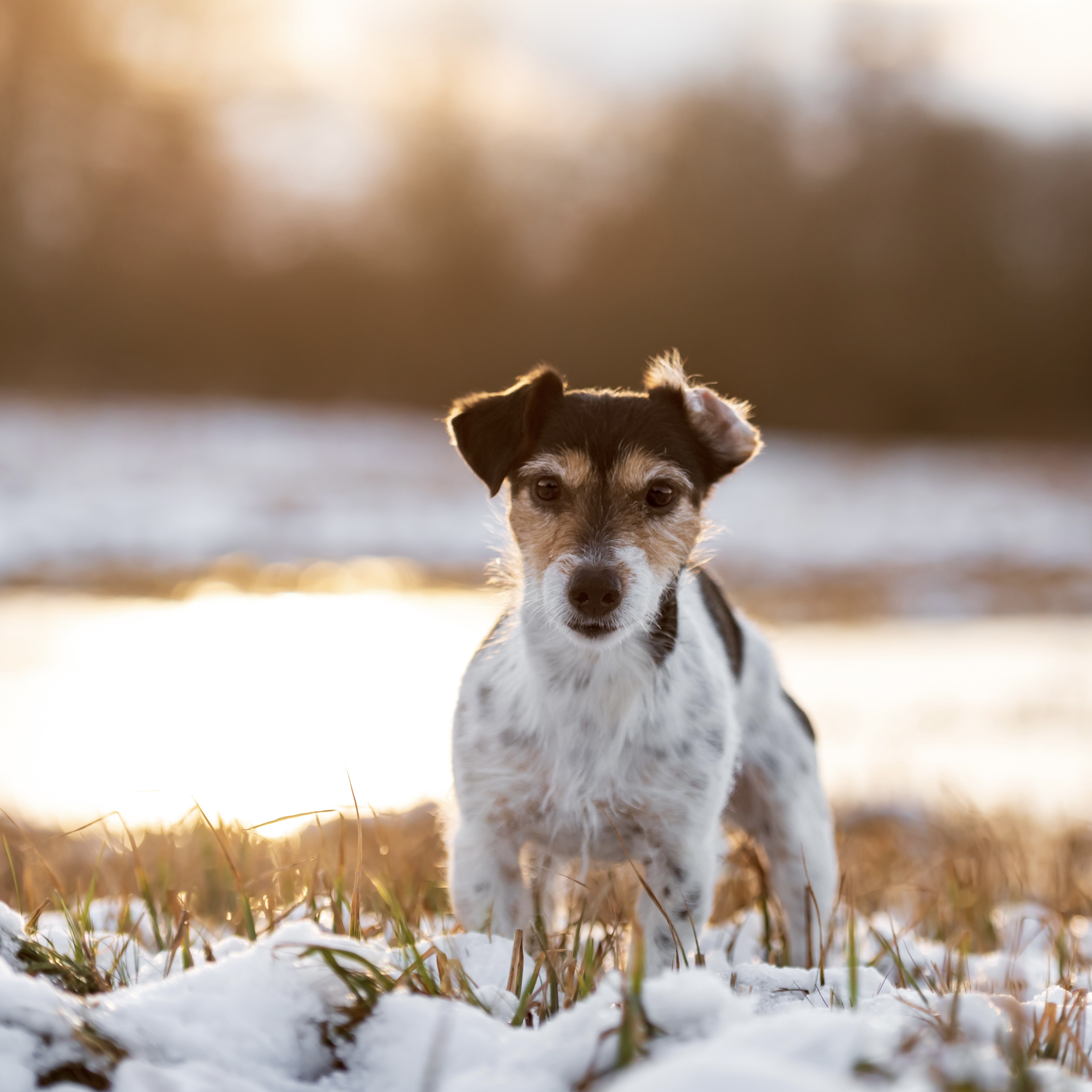 Péče o psa v zimě | Buďte připravení