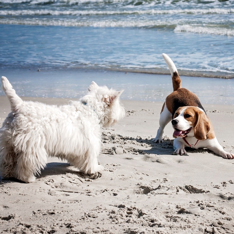Plánujete dovolenou u moře s vaším psem?