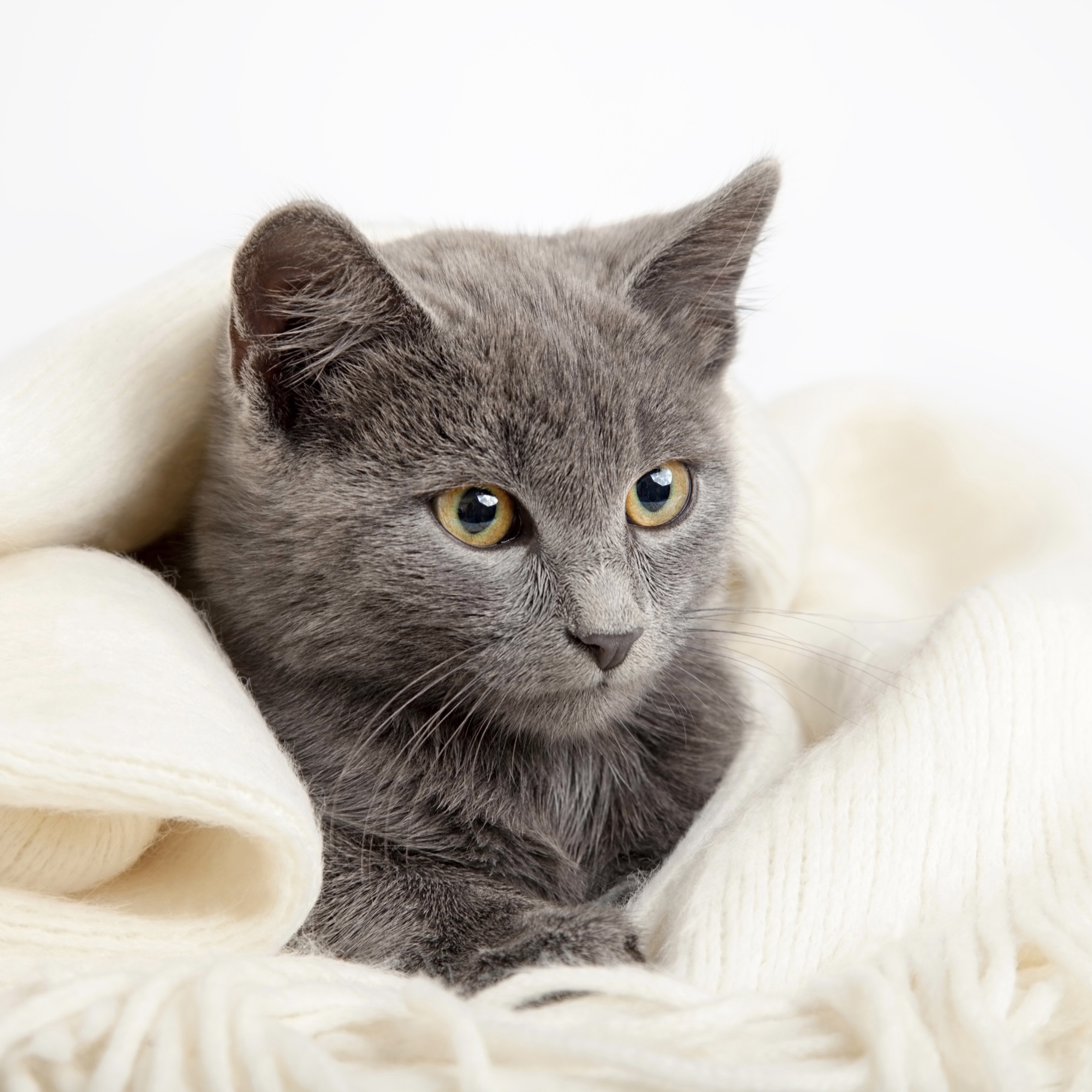 Proč kočka čůrá na postel? | nejen psychické problémy