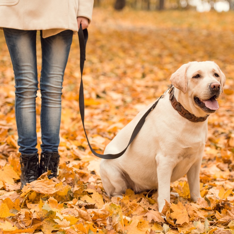 Spolehlivost bez vodítka