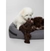 pelech-pro-male-psy-antacit-nordog