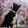 nastavitelny-obojek-pro-psy-woolly-wolf-pastelove-barvy
