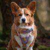 ekologicky-martingale-obojek-pro-psa-woolly-wolf-rpet