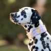 woolly-wolf-sunshower-soft-martingale-obojek-pro-psy