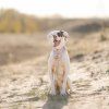 outdoorovy-soft-martingale-obojek-pro-psa-woolly-wolf