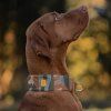 Obojek pro psy Alpha Woolly Wolf Cloudbeam - zelená