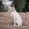 outdoorovy-martingale-obojek-pro-psy-woolly-wolf