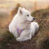 step-in-postroj-pro-psy-woolly-wolf-sunshower