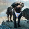 pohodlny-outdoorovy-postroj-pro-psa-woolly-wolf
