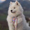 pohodlny-postroj-pro-psy-woolly-wolf-sunshower