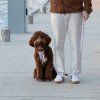woolly-wolf-sunshower-harness-pro-male-a-stredni-psy