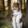 woolly-wolf-cloudbeam-postroj-pro-aktivni-psy