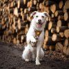 woolly-wolf-cloudbeam-harness-pro-male-a-stredni-psy
