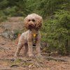 outdoorovy-postroj-pro-psy-woolly-wolf-maskacovy