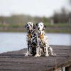woolly-wolf-cloudbeam-ekologicky-postroj-pro-psa