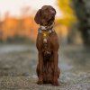 designovy-postroj-pro-psa-woolly-wolf-khaki