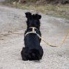 woolly-wolf-cloudbeam-leash-pro-kazdodenni-prochazky