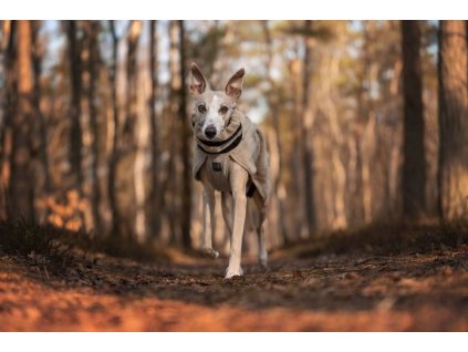 f6ac377cd4c15cba1cc8ea6ccfe2428339cb24ef