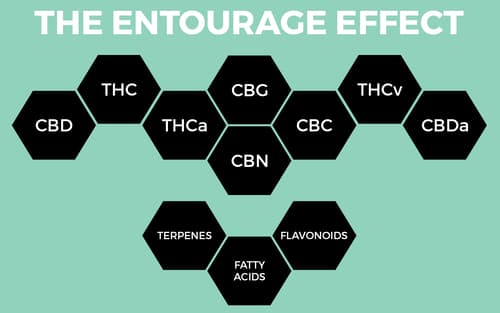 Synergický účinok (sprievodný efekt) kanabinoidov