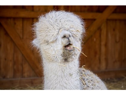 ChatGPT Image 10. 3. 2026 20 40 50