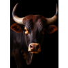 Z FAR 000101