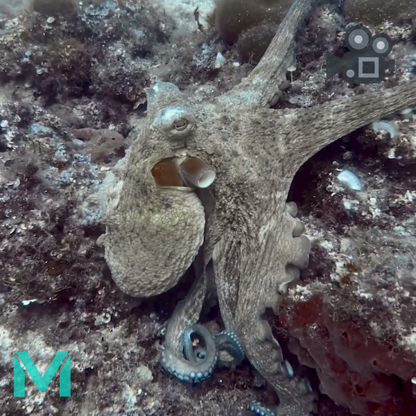 Chobotnice natočená instruktorem z Max Dives při ponoru v Chorvatsku