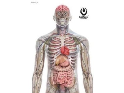 RANGE SOLUTIONS Cvičný terč RS-Pegi18, 50 x 70 cm -10ks