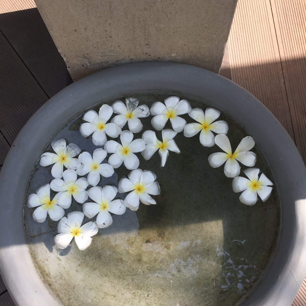 Květy frangipani ve vodě