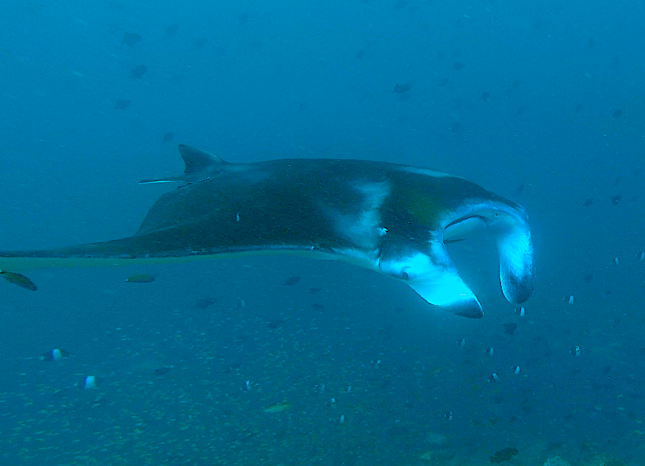 OMADHOO + MANTA POINT U RANGALI - DEN 17 - LEDEN 2019