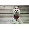 dog harness candy pink bowlandbonerepublic l2 1024x683