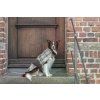dog coat leaf brown bowlandbonerepublic l1 1024x683 (1)