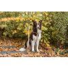 dog harness breeze yellow bowlandbonerepublic l4