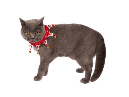 Vánoční obojek s rolničkami