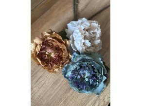 Pivoňky – krása, která neuvadne