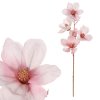 magnolie