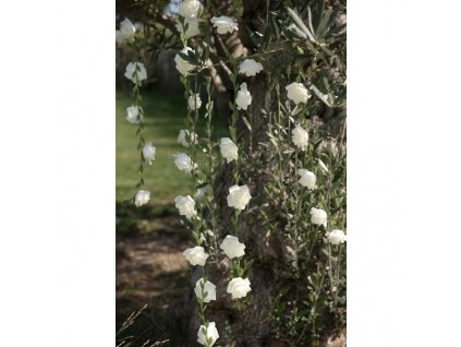 Girlanda ružičky biele 1ks 120cm