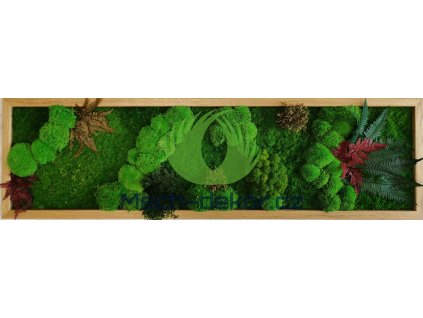 Obraz Mix mechů – 140x40 cm přírodní dubový rám