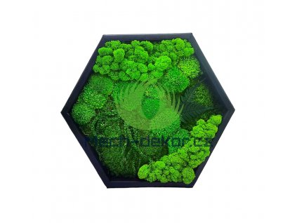 Mechový hexagon 40cm mix mechů + rostliny