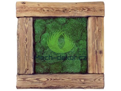 Mechový obraz z masivu 56x56cm (staré dřevo) – Kopečkový mech světlé zelený