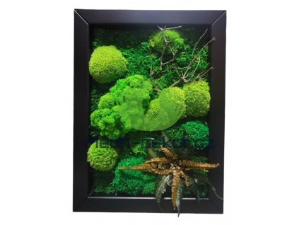 Mechový obraz 30x40cm mix mechů + rostliny v dřevěném černém rámu