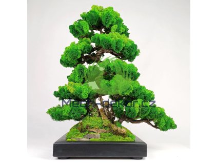 Mechová bonsaj s jarním a tmavým sobím mechem 50cm