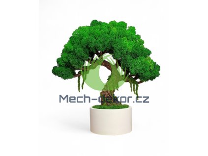 Bonsaj 32cm