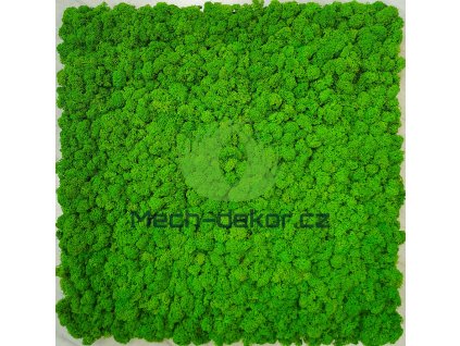 Nástěnný panel 50x50cm PolarMoss Sobí Mech – May Green