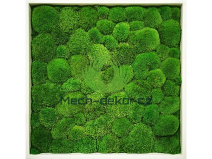 Mechový Obraz 56x56cm Kopečkový mech světlé zelený v dřevěném úzkém rámu bílé barvy