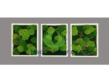 Set 3 obrazů 40x30cm - bílý tenký dřevěný rám, mix mechů multigreen