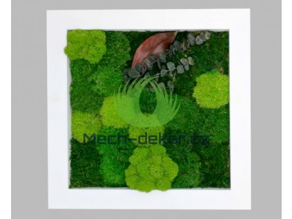 Mechový obraz 30x30 cm - mix mechů s rostlinami- bílý dřevěný rám